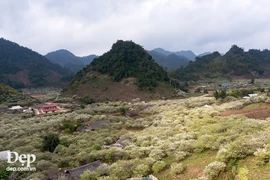 Cả thung lũng Lóng Luông, Ba Phách, Thung Cuông đều ngập trong màu trắng tinh khôi của hoa mận, hoa mơ.