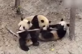 Yêu đời hơn trước màn đánh nhau của bầy gấu trúc con