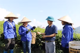 Ông Kim Văn Tân hướng dẫn công nhân thu hái chè theo đúng tiêu chuẩn. (Ảnh: Việt Hoàng/TTXVN) 