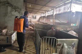 Để phòng dịch tả lợn Châu Phi, hàng tuần, ông Đinh Thế Lương, ngụ ấp Nghi Lộc, xã Bình Giã, huyện Châu Đức, đều tiến hành phun xịt sát khuẩn. (Ảnh: Hoàng Nhị/TTXVN)