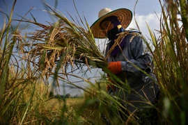 Nông dân gặt lúa trên cánh đồng. (Ảnh: AFP/TTXVN)