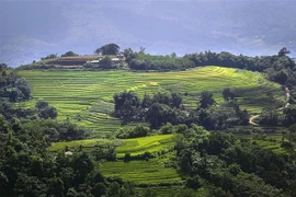 Xen lẫn trên những sườn đồi là ruộng bậc thang và cây rừng, không gian nơi đây vẫn còn nguyên sơ và thanh bình. (Ảnh: Trọng Đạt/TTXVN)
