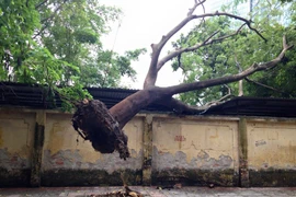 Lốc xoáy nhổ bật gốc cây phượng. (Ảnh: Minh Sơn/Vietnam+)