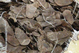 Số vảy tê tê bi bắt giữ tại sân bay Tân Sơn Nhất. (Ảnh: Vietnam+Hoàng Hải)