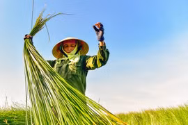 Người dân thu hoạch cói. (Nguồn: Báo Thanh Hóa)