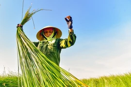 Người dân thu hoạch cói. (Nguồn: Báo Thanh Hóa)