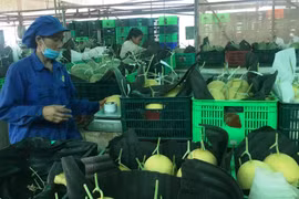 Sản phẩm dưa lưới đạt sản phẩm OCOP 4 sao. (Nguồn: Báo Bình Dương)