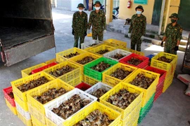 Tang vật một vụ vận chuyển gia cầm trái phép. (Ảnh: Đức Hiếu/TTXVN)