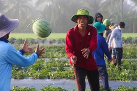 Nông dân phấn khởi vì nông sản Tết trúng mùa, được giá. (Ảnh: Hồng Thái/TTXVN)