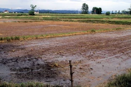 Nhiều diện tích lúa bị chết do ngập nước dài ngày trên các cánh đồng tại xã Hưng Đạo, huyện Hưng Nguyên (Nghệ An). (Nguồn: Tá Chuyên/TTXVN)