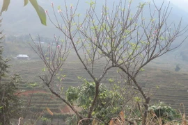 (Ảnh minh họa: Hương Thu/TTXVN)