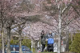 Hoa anh đào nở rộ tại Vancouver, Canada. (Nguồn: THX/TTXVN)