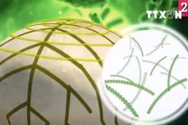 Ảnh chỉ có tính minh họa. (Nguồn: TV20)