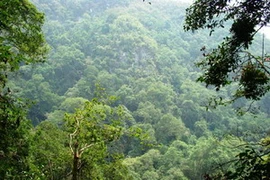 Rừng nghiến Cao Bằng vẫn xanh sau "cơn lốc" phá rừng. Ảnh minh họa. (Nguồn: Internet)