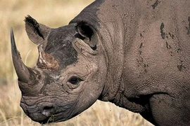 Ảnh minh họa. (Nguồn: images.nationalgeographic.com)