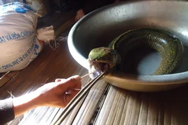 Con cá có hình thù kỳ lạ. (Ảnh: Quốc Trị/Vietnam+) 