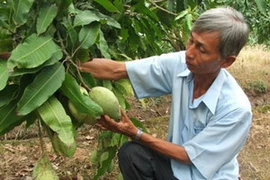 Ông Tạ Công Dưỡng bên vườn xoài. (Nguồn: tiengiang.gov.vn)