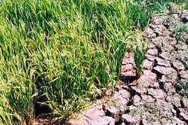 Ảnh minh họa. (Nguồn: Internet)