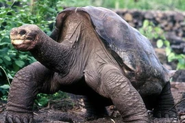 Lonesome George, “cụ rùa” cuối cùng của phân loài rùa đất Geochelone abingdoni. (Nguồn: Internet) 