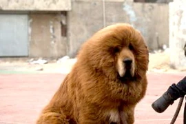  Chó Ngao Tây Tạng được rao bán với giá 17 tỷ đồng