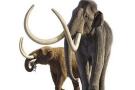 Voi maút và voi răng mấu. (Ảnh: khoahoc.com.vn)