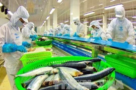 Việc kiểm soát chặt sản lượng nuôi cá tra được coi là chìa khóa gỡ khó cho ngành sản xuất cá tra Việt Nam. Ảnh minh họa. (Nguồn: TTXVN)