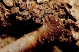 Sâu đất. (Nguồn: frenchtribune.com)