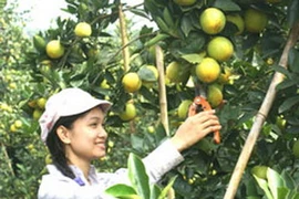 Nông dân Cao Phong thu hoạch cam. (Ảnh: báo Hòa Bình Online)