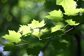 Ảnh chỉ mang tính minh họa. (Nguồn: Internet)