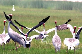 Sếu đầu đỏ trên đồng cỏ bàng tự nhiên lớn nhất Đồng bằng sông Cửu Long. (Nguồn: xulymoitruong.com)