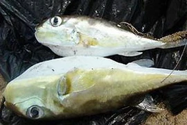 Cá nóc. Ảnh minh họa. (Nguồn: Internet)