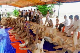 Các đoạn xương cá voi trước khi được phục dựng. (Nguồn: cand.com.vn)