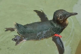 Dirk, chú chim cánh cụt bị mất trộm, đã trở về nhà an toàn. (Nguồn: AFP/Sea World Australia) 
