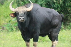 Bò tót đang trở thành mục tiêu săn bắt của nhiều đối tượng. (Nguồn: Internet)