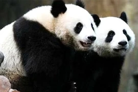 Ảnh minh họa. (Nguồn: Internet)