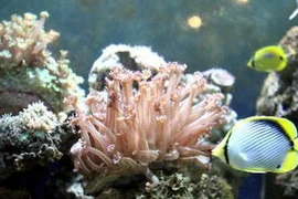 Trưng bày các loại thủy, hải sản, tài nguyên vùng biển đảo Hoàng Sa-Trường Sa. (Ảnh: Thế Duyệt/TTXVN)