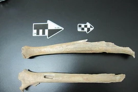 Mẩu xương chân được tìm thấy trong Hang Tianyuan, Trung Quốc, năm 2003. (Nguồn: MPI for Evolutionary Anthropology)