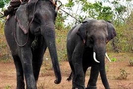 Ảnh minh họa. (Nguồn: TTXVN)