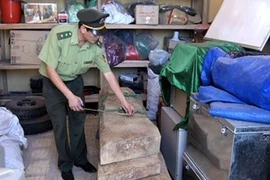 Gỗ sưa bắt được cùng thời điểm vụ triệt hạ 3 cây sưa cổ thụ ở Phong Nha-Kẻ Bàng. (Ảnh: Mạnh Thành/Vietnam+)