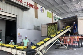 Cần Thơ đóng lô gạo đầu tiên xuất khẩu vào Liên minh châu Âu. (Ảnh: TTXVN phát)