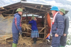 Nông dân tại xã Bản Mù, huyện Trạm Tấu (Yên Bái) giữ ấm cho trâu, bò trong những ngày mưa tuyết, giá buốt. (Ảnh: Tuấn Anh/TTXVN)