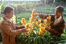 Người dân làng hoa Hà Đông, thành phố Đà Lạt (Lâm Đồng) chăm sóc hoa. (Ảnh: Thanh Tùng/TTXVN)