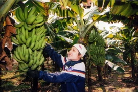 Giống chuối tiêu hồng. (Ảnh: Trần Tuấn/TTXVN)