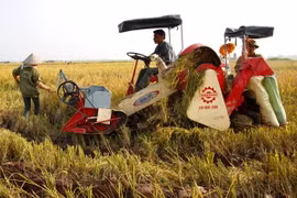  Nông dân sử dụng máy gặt đập liên hợp vào thu hoạch lúa vụ mùa. (Ảnh: Ngọc Hà/TTXVN)