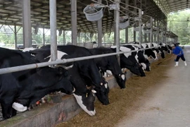 Ảnh chỉ có tính minh họa. (Ảnh: Mạnh Linh/TTXVN)