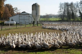 Trang trại vịt tại Benesse-Maremne, Tây Nam nước Pháp. (Nguồn: AFP/TTXVN)