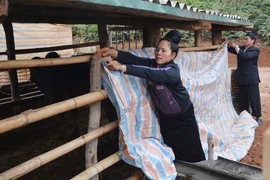 Người dân bản Tò Lọ, xã Chiềng Đen, thành Phố Sơn La, căng bạt che kín chuồng trại chống rét cho gia súc. (Ảnh: Công Luật/TTXVN)