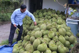 Thu hoạch sầu riêng ở ấp Tân Đông, xã Ngũ Hiệp, huyện Cai Lậy, Tiền Giang. (Ảnh: Minh Trí/TTXVN)