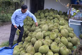 Thu hoạch sầu riêng ở ấp Tân Đông, xã Ngũ Hiệp, huyện Cai Lậy, Tiền Giang. (Ảnh: Minh Trí/TTXVN)