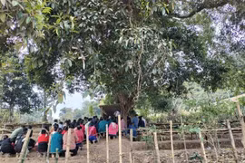Không gian diễn ra Lễ cúng bản của cộng đồng dân tộc Lào diễn ra dưới tán cây to nhiều năm tuổi, được cộng đồng cho là cây thiêng, giữ hồn bản, hồn mường. (Ảnh: TTXVN phát)